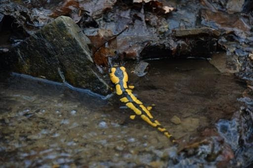 Salamander walking in moss
