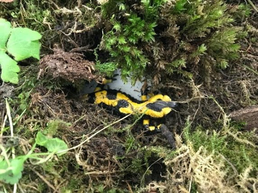 Salamander in water near a rock