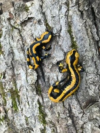two salamanders with different dorsal patterns